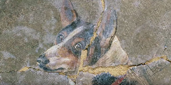 Le film détaille les opérations de restauration de la célèbre mosaïque au chien, depuis la restauration du médaillon, jusqu’à son installation au musée archéologique de la Bibliotheca Alexandrina.